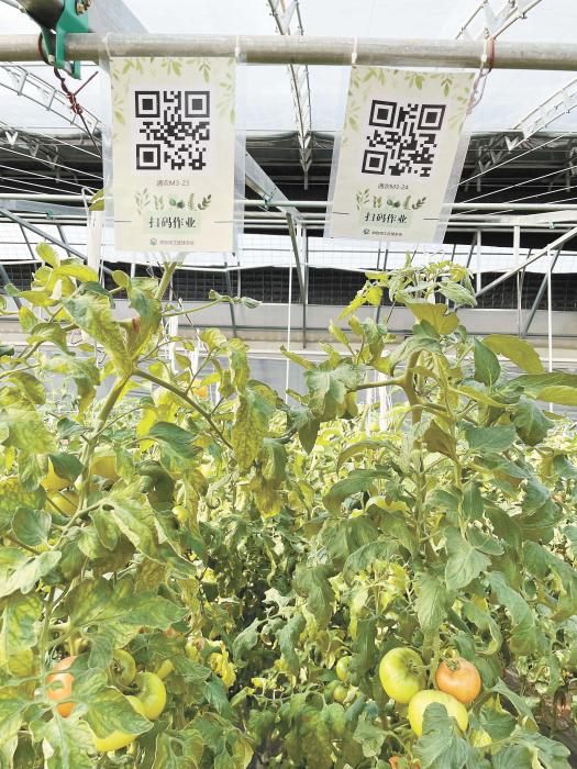 智慧大棚工人通過(guò)掃描二維碼，便可查詢當(dāng)前的作業(yè)情況?！吨袊?guó)新聞》報(bào) 魏寒冰 攝