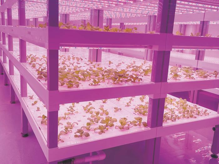 在物美植物工廠里，通過(guò)LED燈的照射，蔬菜散發(fā)勃勃生機(jī)。受訪者供圖